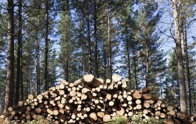 農(nóng)村經(jīng)濟(jì)林木:農(nóng)村地方大,種植這幾樣樹木很合適