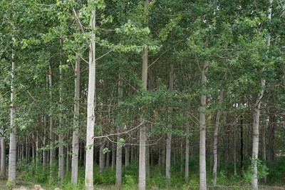 林木育種國家工程實(shí)驗(yàn)室