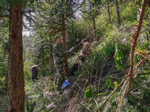 七坡與高樓山林場2.5萬畝合作林地林木外業(yè)評估調(diào)查圓滿完成