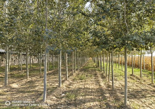 重要進(jìn)展 北林大新增2個國家林木良種