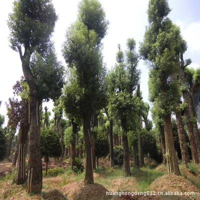 【灌木】優(yōu)價優(yōu)質(zhì)低價直銷綠化樹苗 茶花 海石榴曼陀羅玉茗花耐冬_經(jīng)濟(jì)林木_農(nóng)林牧漁行業(yè)_產(chǎn)品_中國特產(chǎn)網(wǎng)