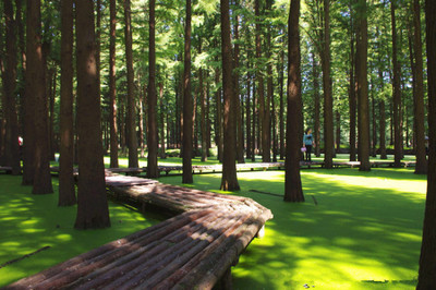 采棕葉、賽龍舟、做香囊&hellip;今年帶娃到這里過一個不同尋常的端午節(jié)