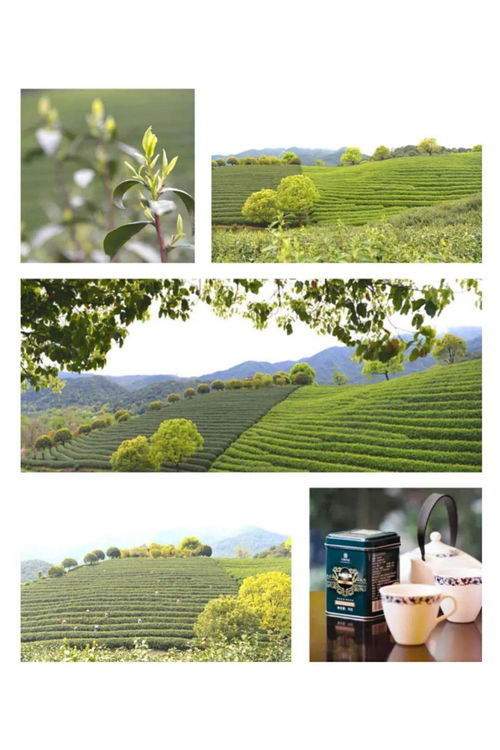 茶要在水中泡多長時間最好,向來都是憑經(jīng)驗而定