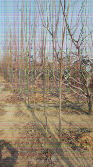 【5公分甜柿子樹優良品種介紹】-