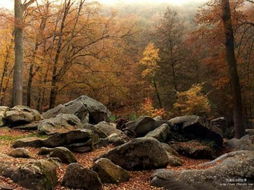 林木秀色——自然之韻的永恒贊歌