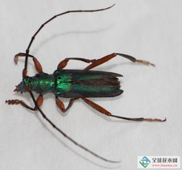 泰州檢驗(yàn)檢疫局全國(guó)首次截獲兩種外來(lái)林木害蟲(chóng)