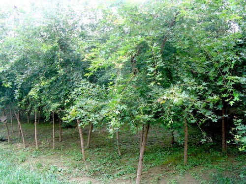 定州君濤林木育苗場(chǎng) 常綠樹(shù)、大喬木與花卉的綠色寶藏