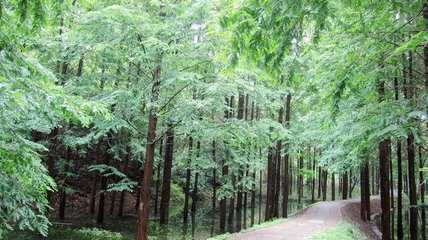 浙江部署國(guó)家重點(diǎn)林木良種基地發(fā)展任務(wù) 聚焦盆景產(chǎn)業(yè)升級(jí)