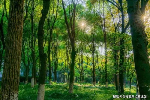 普陀林木·上海綠肺與人文生活的交響