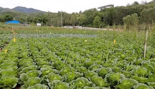 青山綠水中的人與自然和諧 生態蔬菜培育之道