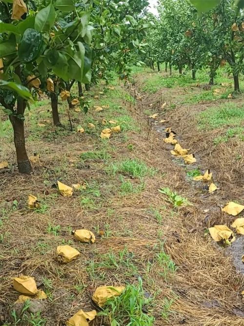 臺風‘煙花’過后，如何加快林木恢復？花卉專家給出指導意見