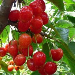 匠心傳承，綠意盎然 探訪山東泰安開(kāi)發(fā)區(qū)森林木苗木中心盆景藝術(shù)